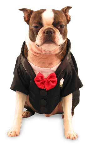 Opus in a tux