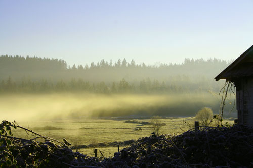 Carnation Valley