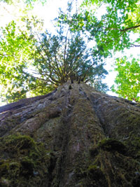 A big Tree!