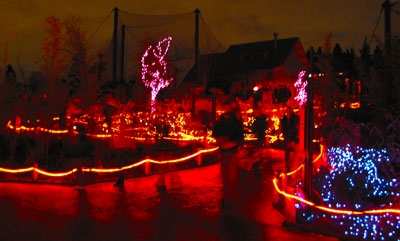 Xmas lights